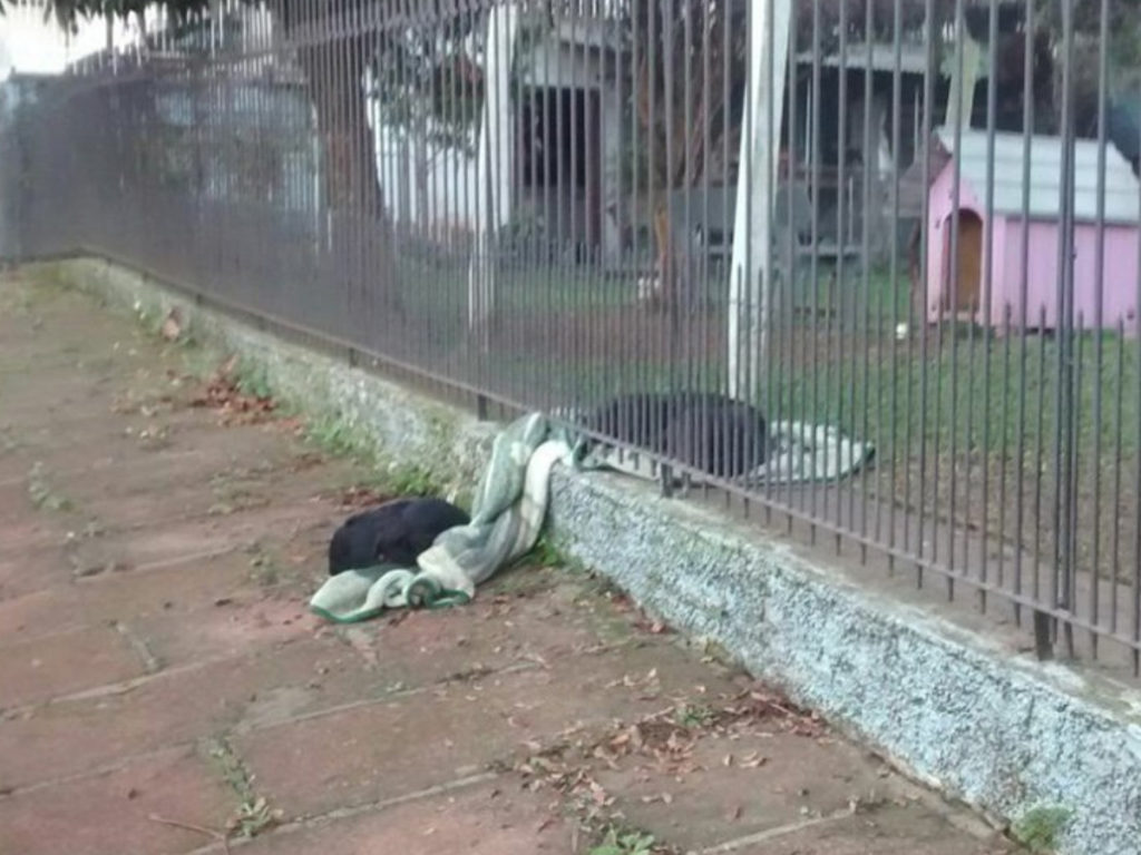 dog shares blanket with stray