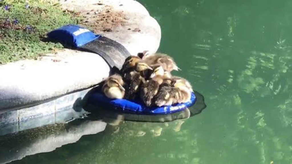 ducklings froglog