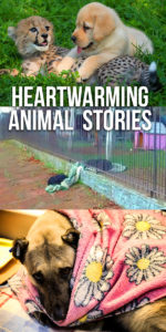 Heartwarming Animal Stories