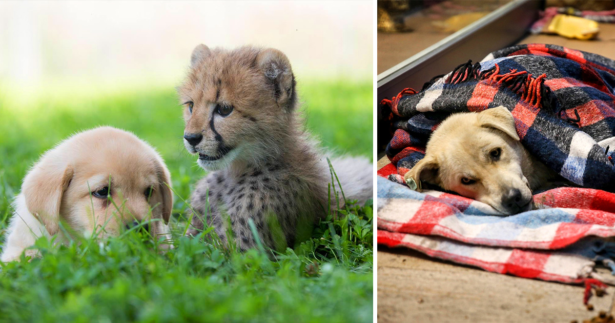 Heartwarming Animal Stories That Will Cheer Anyone Up – Nest and Glow