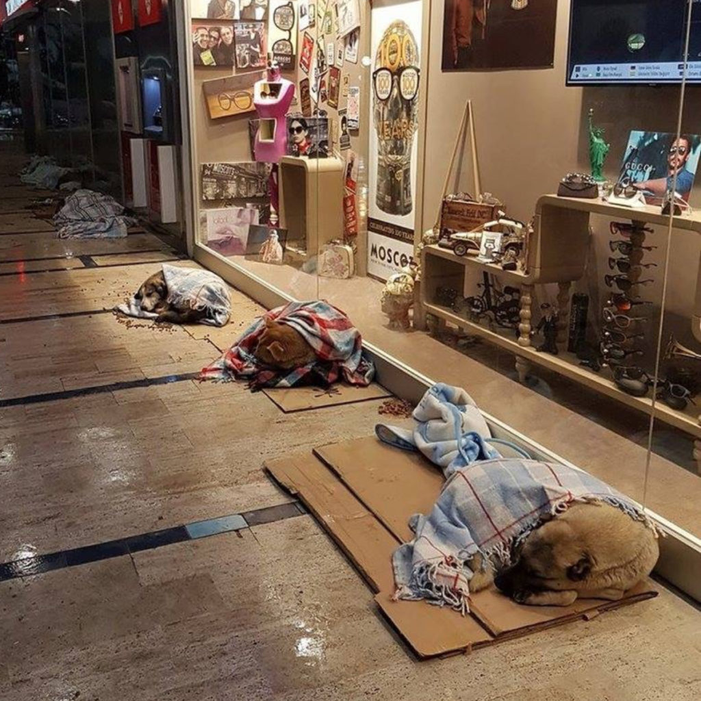 homeless dogs mall istanbul
