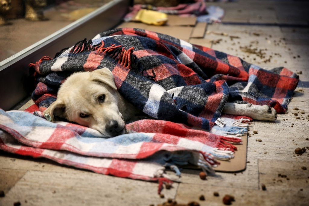 homeless dogs mall istanbul cold weather