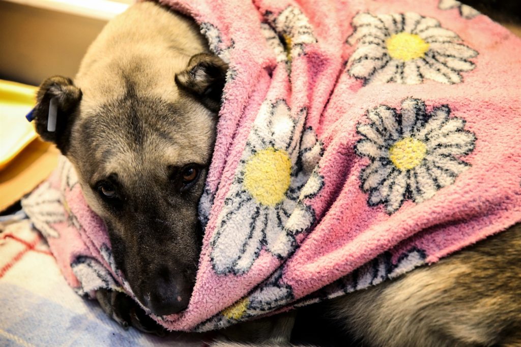 homeless dogs mall istanbul during snow