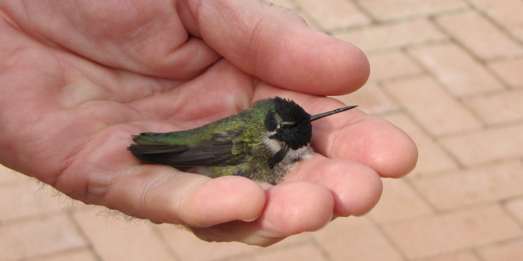 injured-hummingbird