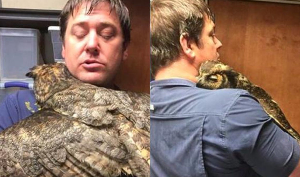 owl hugs man