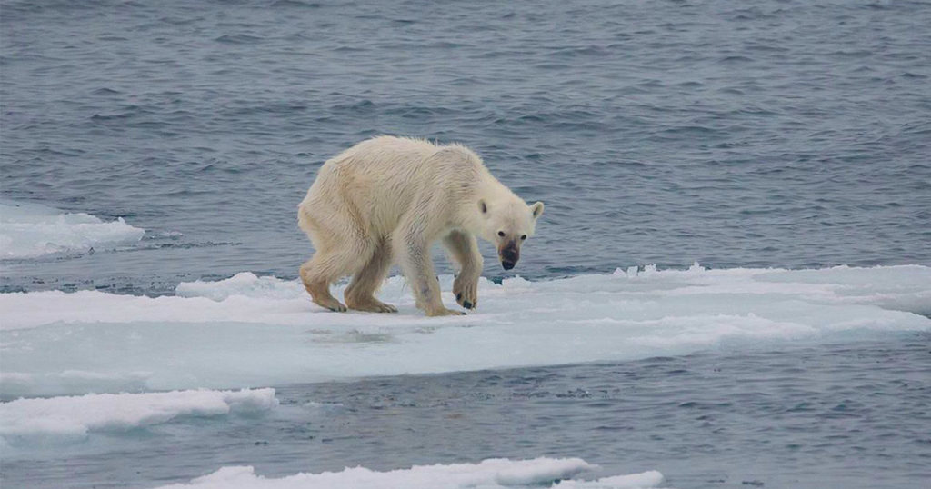 starving polar bear