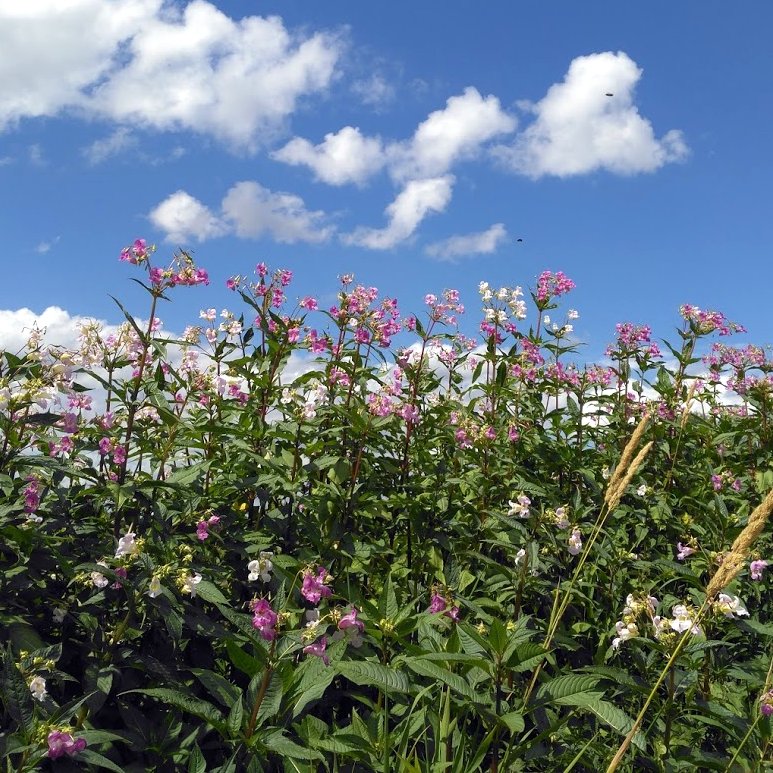 wild flowers growing in garden