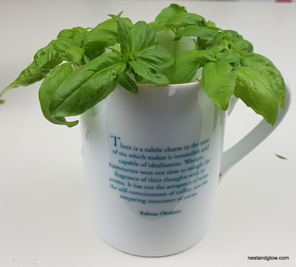 infinite basil in cup