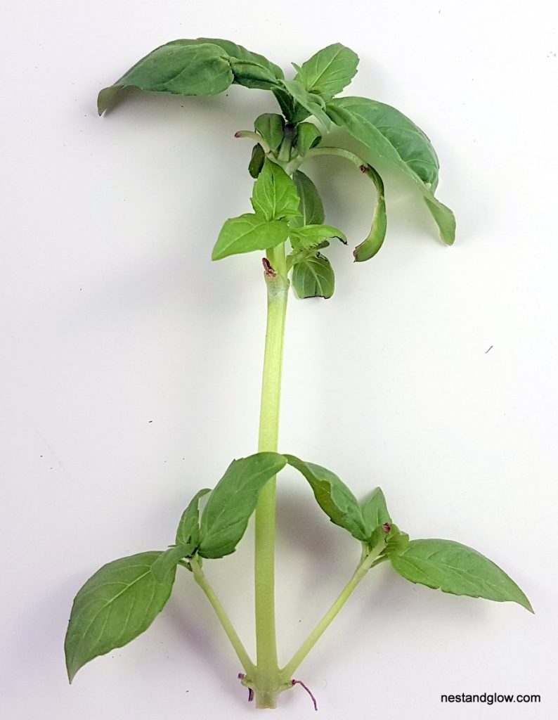 infinite basil cutting