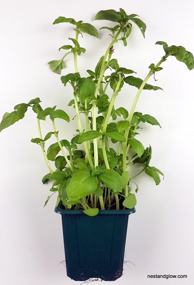 Grow Unlimited Basil At Home In 60 Days Nest and Glow