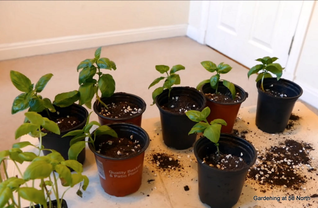 potted basil cuttings