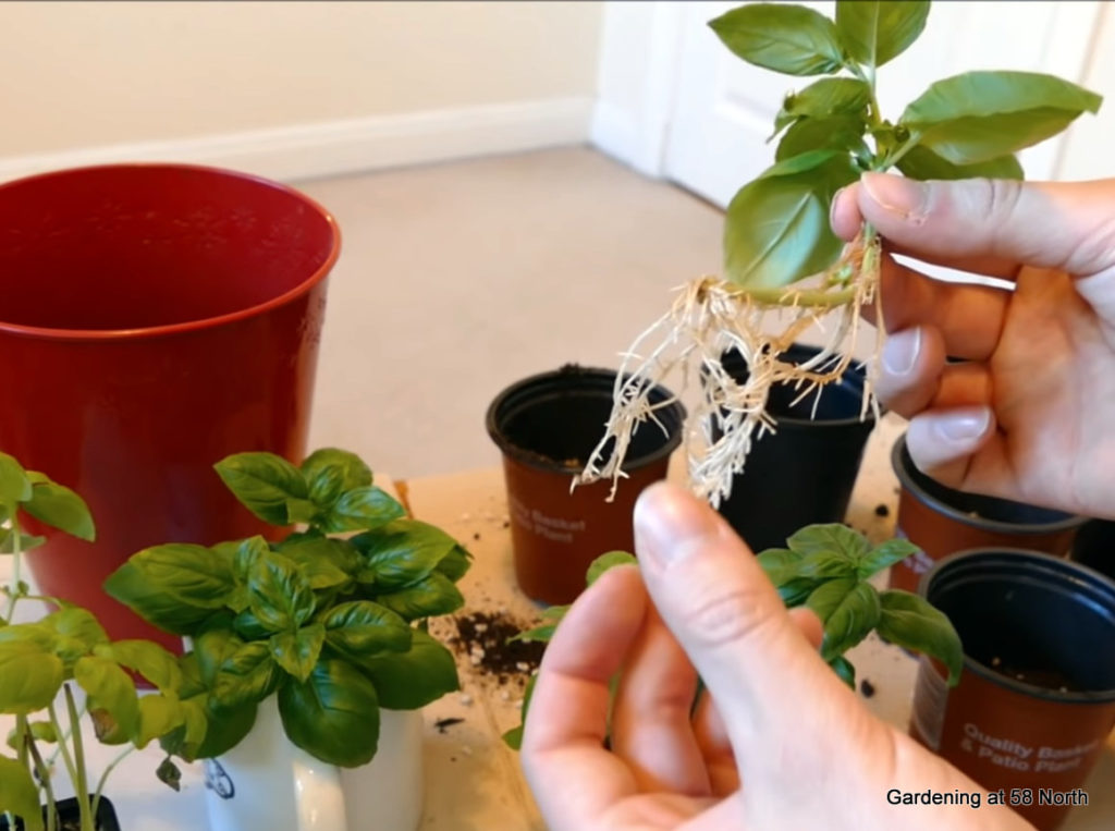 rooted basil