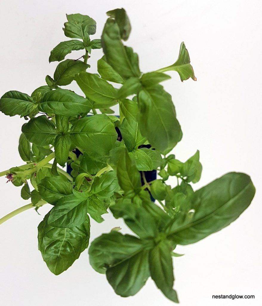 unlimited basil