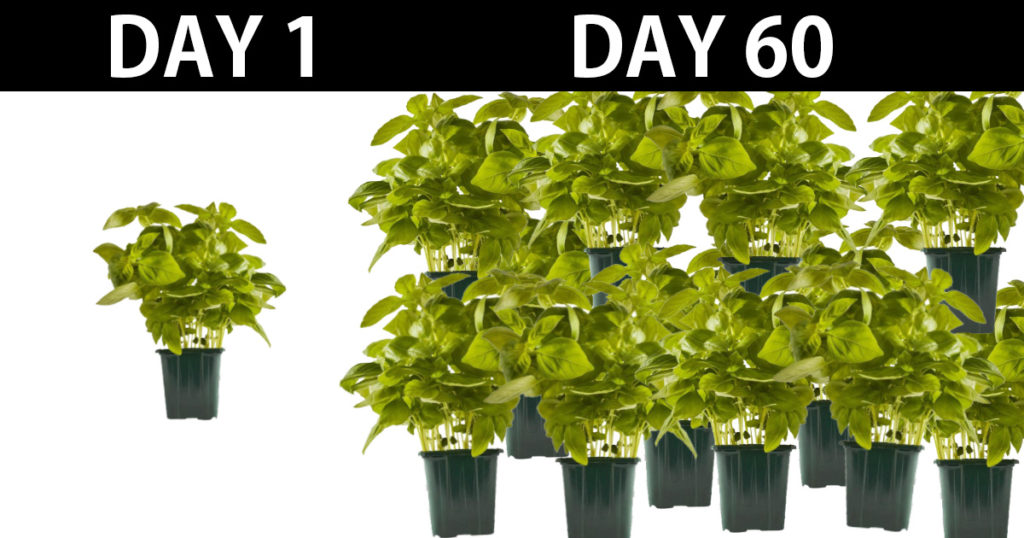 unlimited basil in 60 days