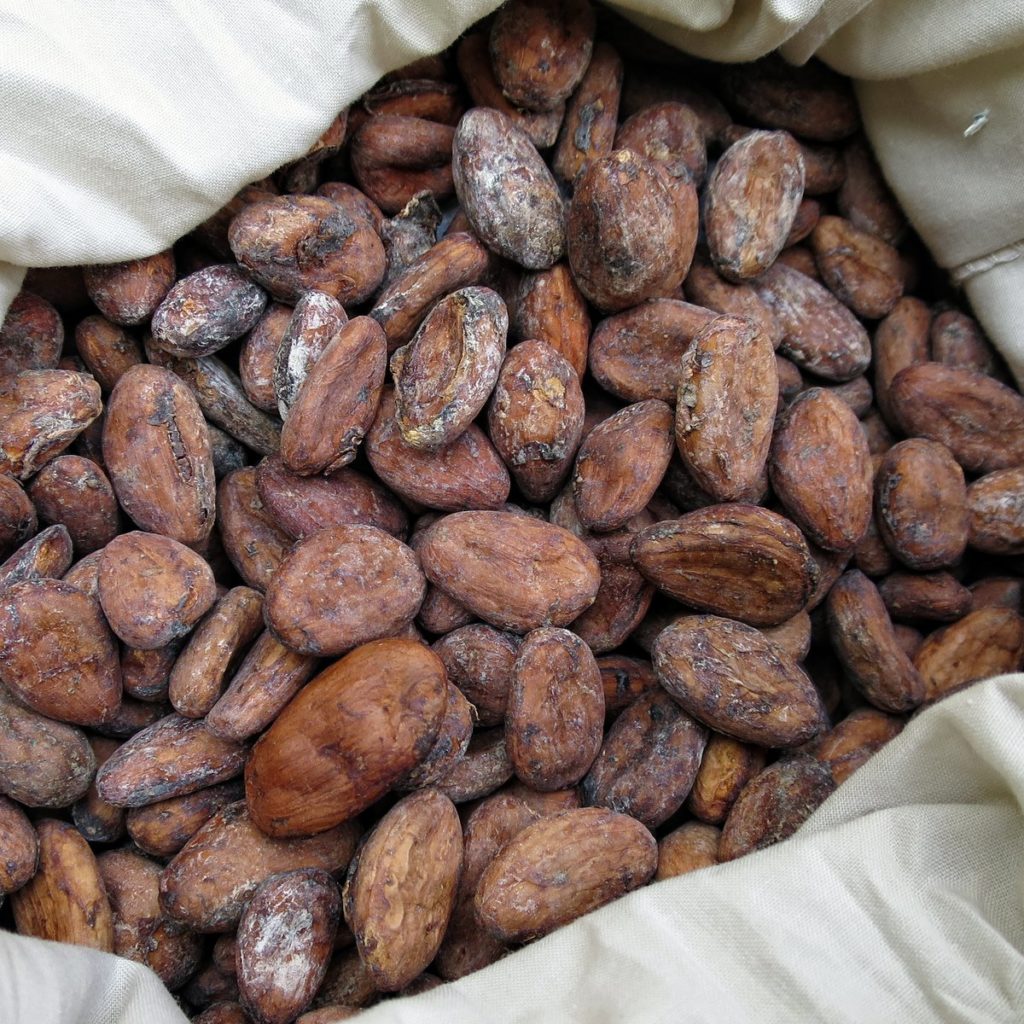 bitter Cacao beans