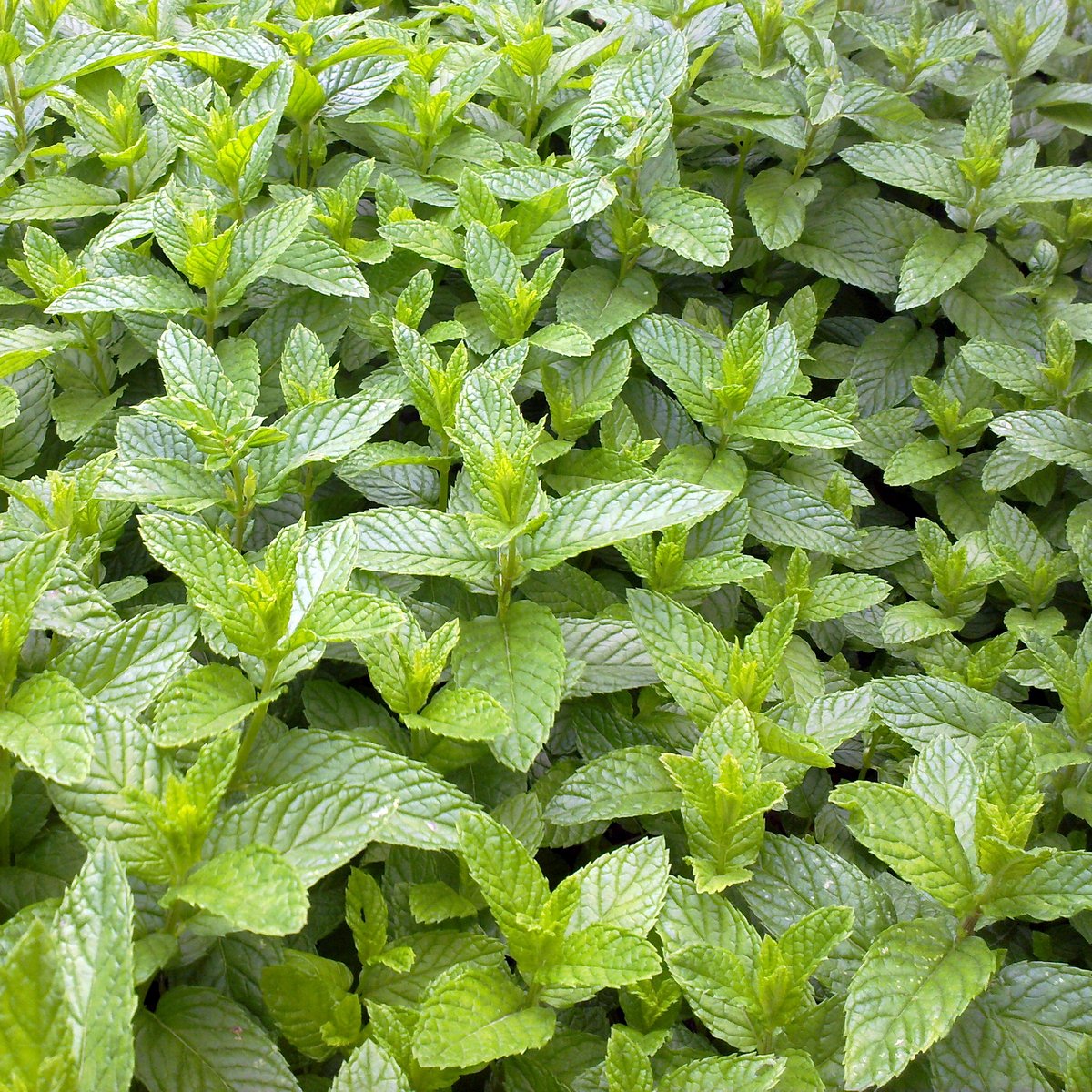 The 9 Human Tastes Nest and Glow