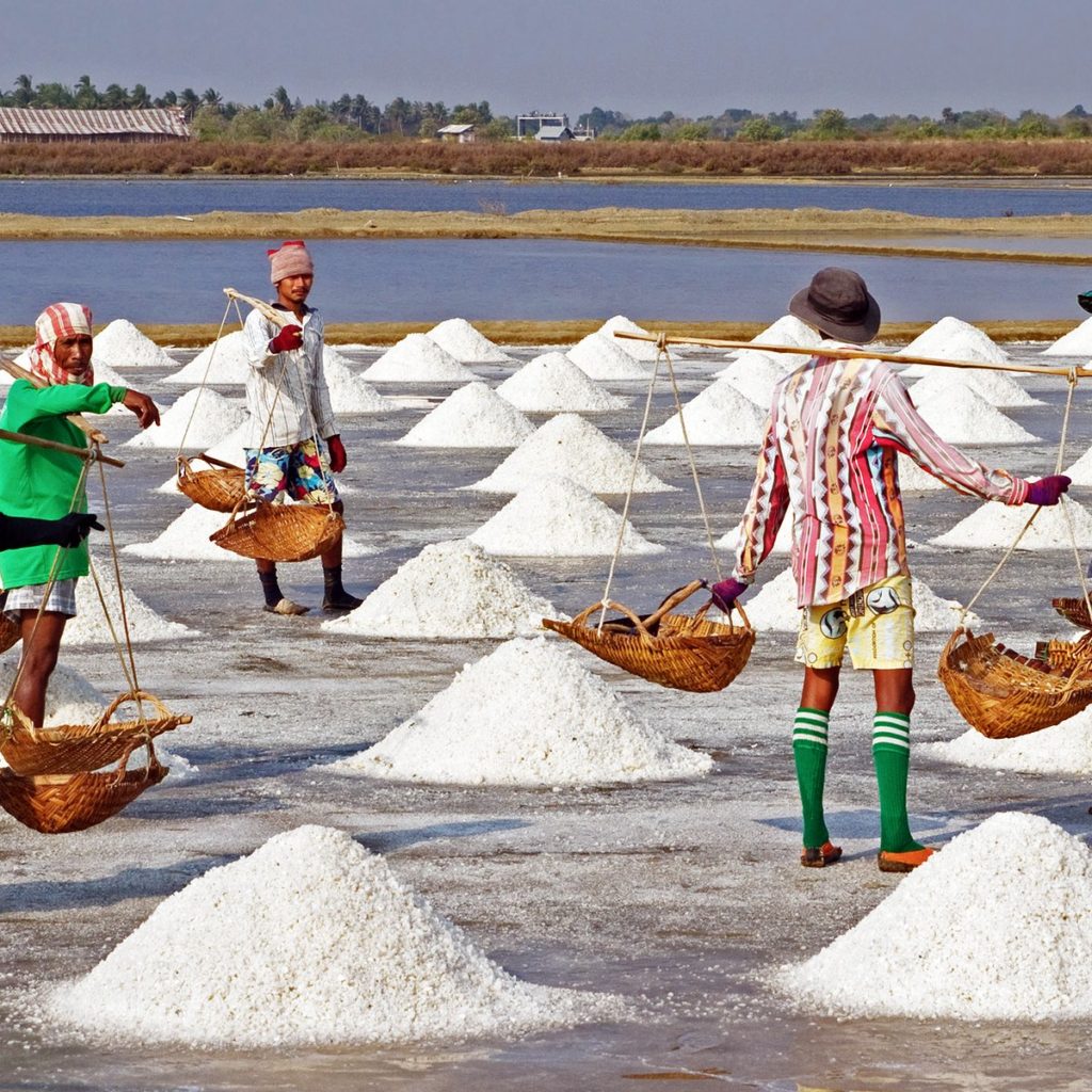 salt harvesting