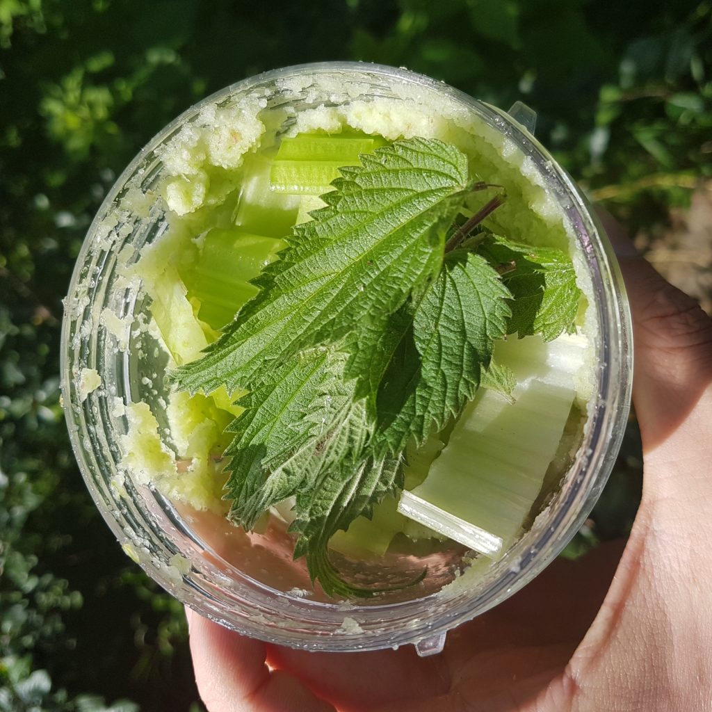 nettles in a blender ready to make a fresh juice that’s full of goodness. fresh picked nettles are nutritious due to their deep roots and because they grow wild