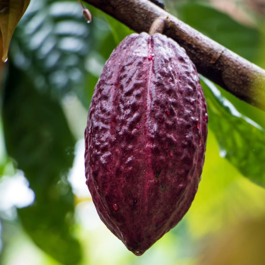 fresh cocoa pod