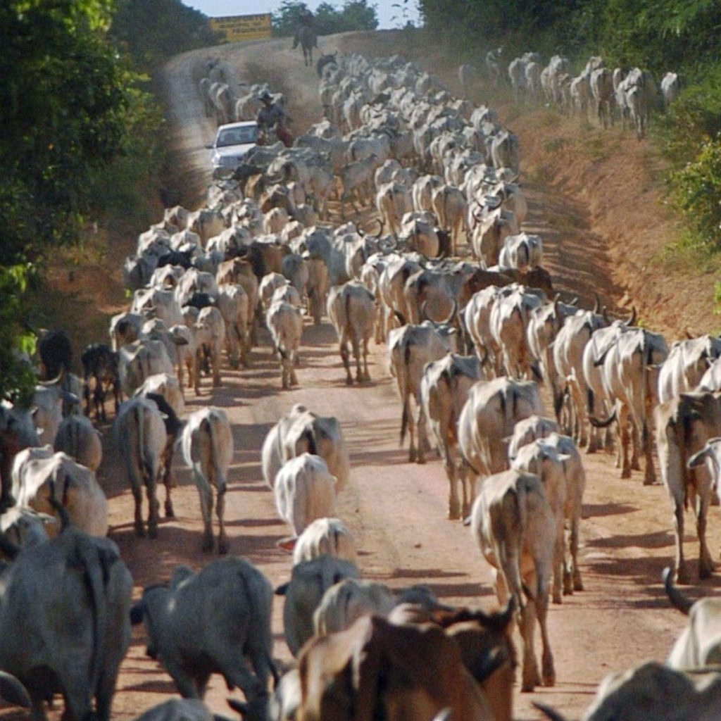 cattle farming in brazil