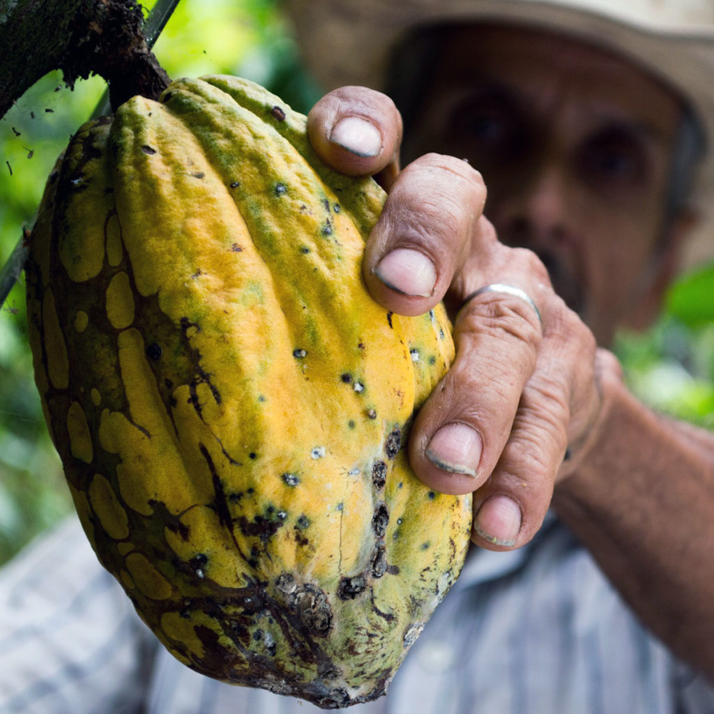 cocoa growing pod