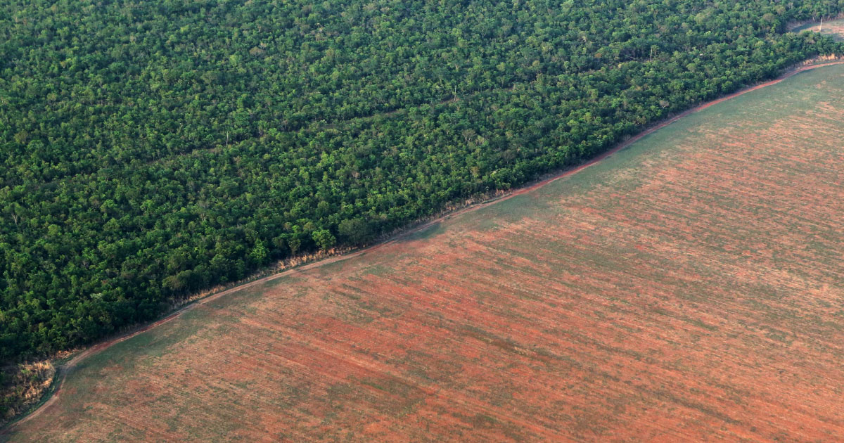 5 Products That Cause Rainforest Deforestation And How You Can Easily Help Nest And Glow 5 Products That Cause Rainforest Deforestation And How You Can Easily Help Nest And Glow