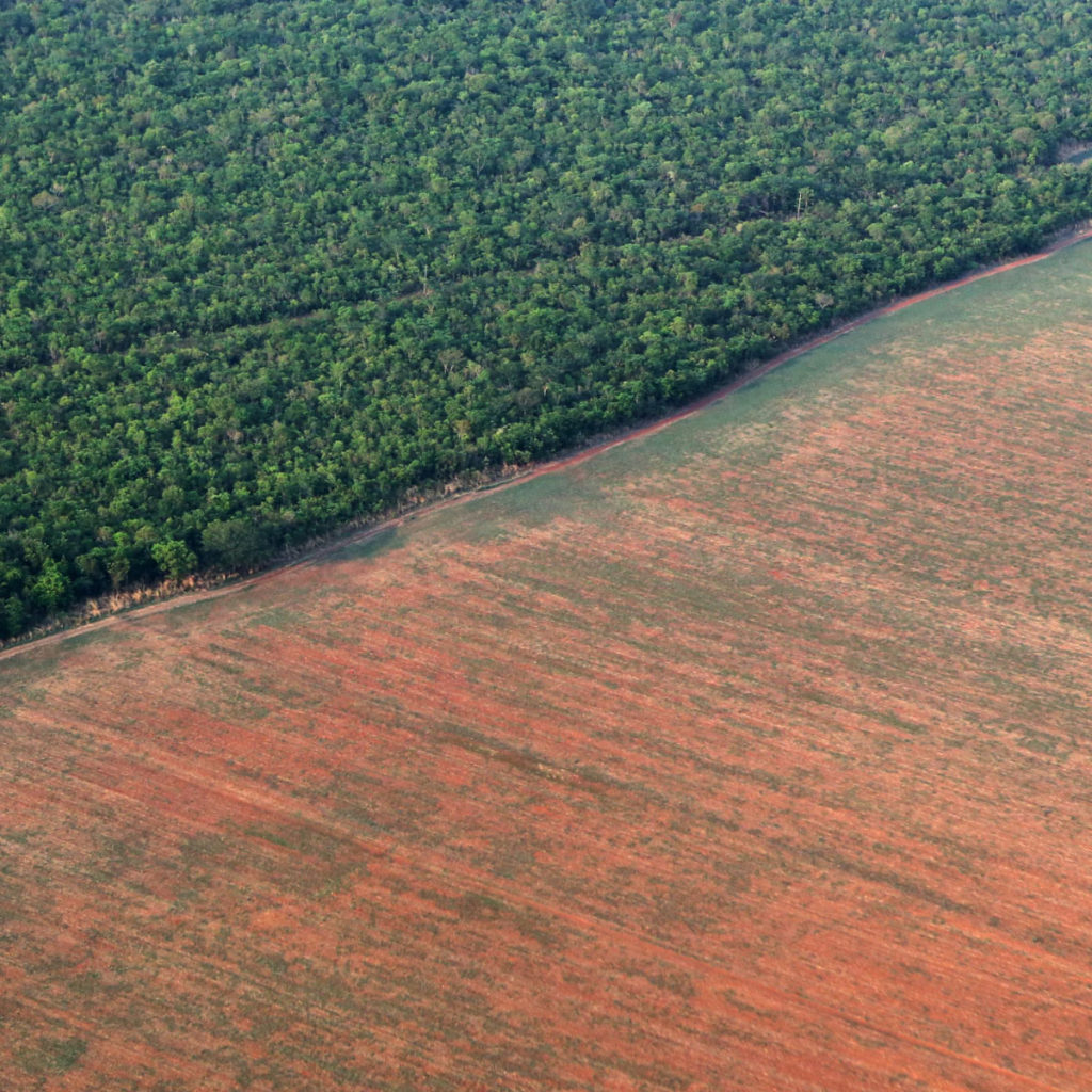 deforestation of the amazon rainforest